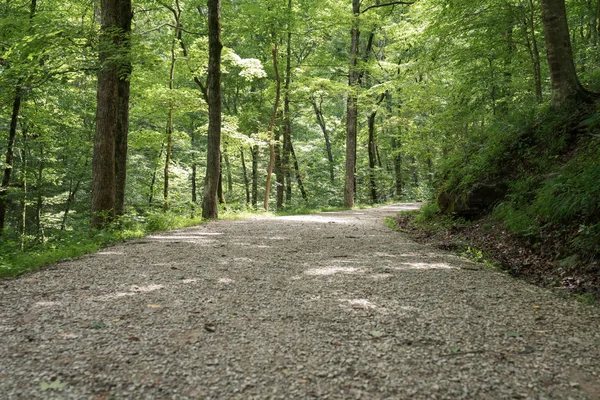 Düşük açılı görünümü'nde yaz aylarında ıssız gölgeli yol veya yapraklı yeşil ormanlık veya orman ağaçları ile ile iz sessiz