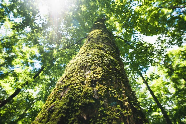 Yapraklı yeşil tepeye güneş işaret fişeği ve bir orman veya woodland mavi gökyüzü ile uzun boylu bir ağaca yosun kaplı bagajına bakmak
