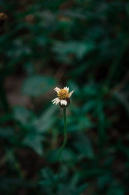 Beyaz çiçeği kapat.