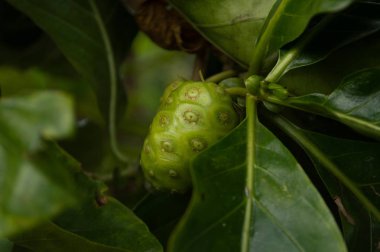Noni meyve arka plan ağaç üzerinde