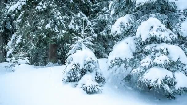 Beau paysage hivernal avec des arbres enneigés. Montagnes d'hiver. — Video