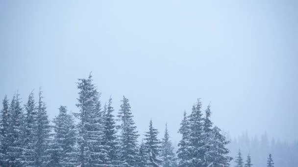 Bela paisagem de inverno com árvores cobertas de neve. Montanhas . — Vídeo de Stock