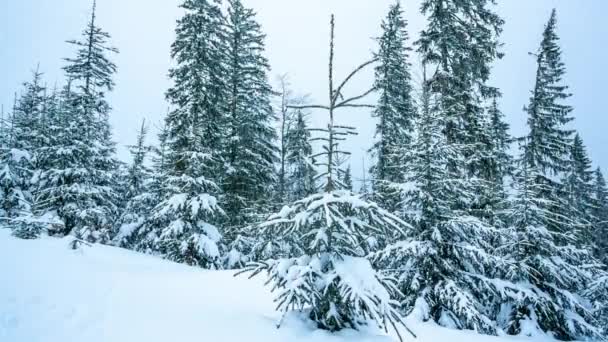 Hermoso paisaje de invierno con árboles cubiertos de nieve. Montañas de invierno. — Vídeos de Stock