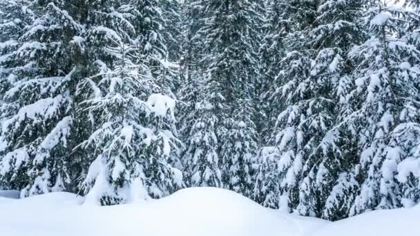 Beau paysage hivernal avec des arbres enneigés. Montagnes d'hiver. — Video