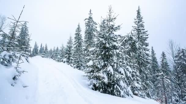 Hermoso paisaje de invierno con árboles cubiertos de nieve. Montañas de invierno. — Vídeo de stock