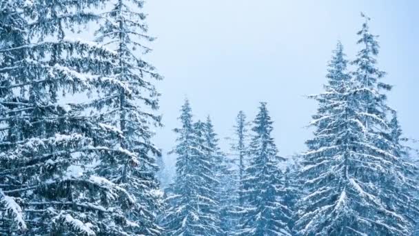 Gyönyörű téli táj havas fákkal. Téli hegyek. — Stock videók