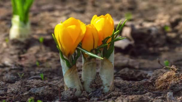 Premières fleurs de crocus jaunes, safran printanier — Video