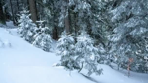 Hermoso paisaje de invierno con árboles cubiertos de nieve. Montañas de invierno. — Vídeos de Stock