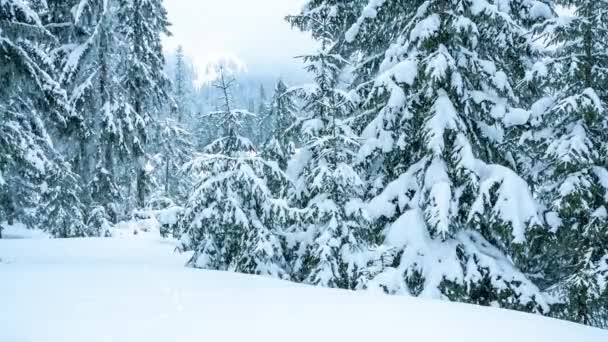 Hermoso paisaje de invierno con árboles cubiertos de nieve. Montañas de invierno. — Vídeo de stock