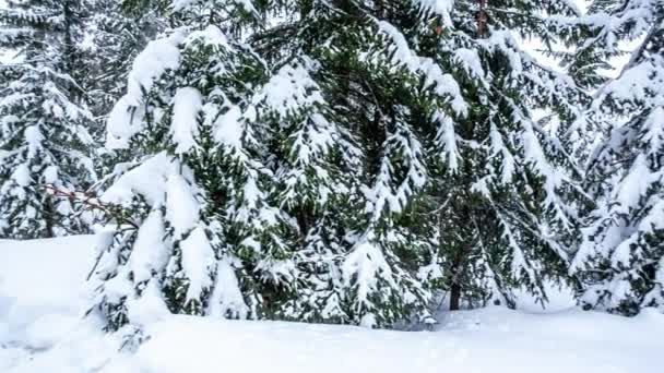 雪に覆われた木々と美しい冬の風景。冬の山. — ストック動画