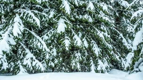 Hermoso paisaje de invierno con árboles cubiertos de nieve. Montañas de invierno. — Vídeos de Stock