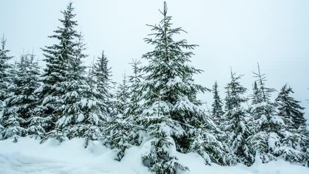 Vackert vinterlandskap med snötäckta träd. Vinterberg. — Stockvideo