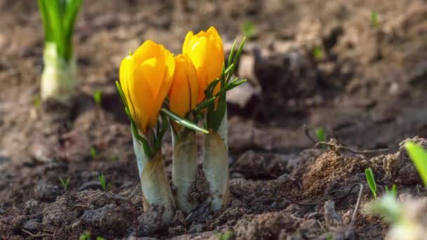 Primeiras flores de croco amarelo, açafrão de primavera — Vídeo de Stock