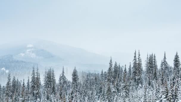 Bellissimo paesaggio invernale con alberi innevati. Montagne invernali. — Video Stock