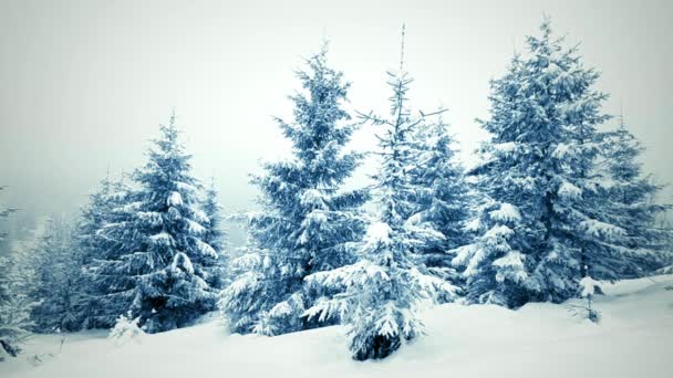 Beau paysage hivernal avec des arbres enneigés. Montagnes d'hiver. — Video