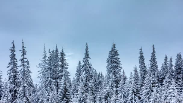 Beau Paysage Hivernal Avec Des Arbres Enneigés — Video