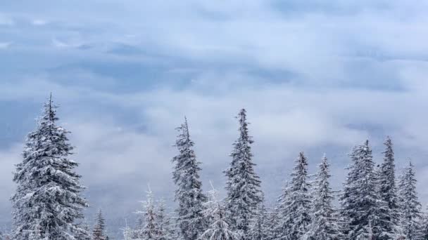 Hermoso paisaje de invierno con árboles cubiertos de nieve. Montañas de invierno. — Vídeos de Stock