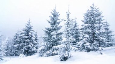 Karla kaplı ağaçlarla kaplı güzel bir kış manzarası. Kış dağları.
