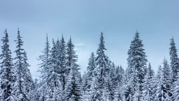 Hermoso paisaje de invierno con árboles cubiertos de nieve. Montañas de invierno. — Vídeos de Stock