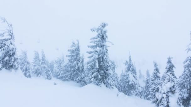 Bela paisagem de inverno com árvores cobertas de neve. Montanhas . — Vídeo de Stock