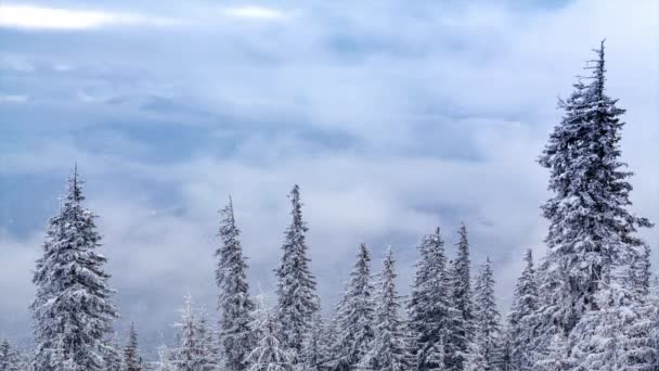 Зимний пейзаж со снежными деревьями. Зимние горы. — стоковое видео