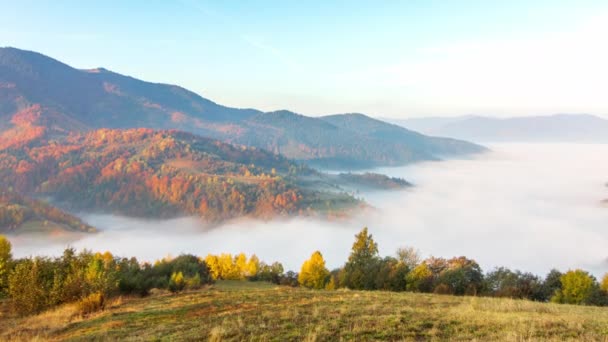 Πρωινή ομίχλη πάνω από την κοιλάδα ανάμεσα στα βουνά στο φως του ήλιου. Ομίχλη και όμορφη φύση των Καρπαθίων Ορέων πλάνα. Ουκρανία — Αρχείο Βίντεο