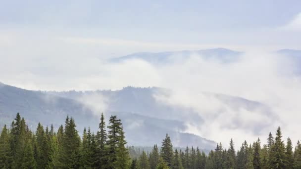 Mattina nebbia sulla valle tra le montagne alla luce del sole. Nebbia e Bellissima natura dei Carpazi. Ucraina — Video Stock