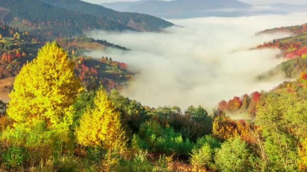 Ранковий туман над долиною серед гір на сонці. Туман і прекрасна природа Карпатських гір. Україна — стокове відео