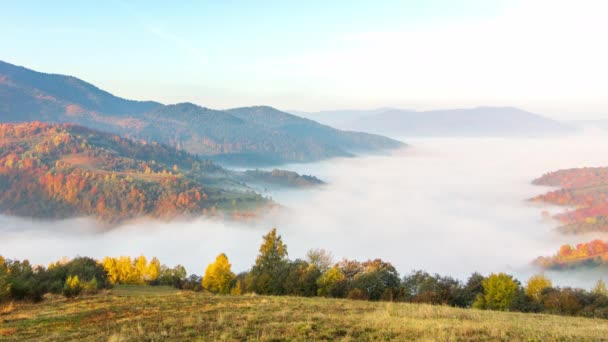 Vadinin üzerinde sabah sisi dağların arasında, gün ışığında. Karpat Dağları 'nın sisi ve güzel doğası. Ukrayna — Stok video