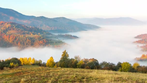 Vadinin üzerinde sabah sisi dağların arasında, gün ışığında. Karpat Dağları 'nın sisi ve güzel doğası. Ukrayna — Stok video