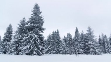 Karla kaplı ağaçlarla kaplı güzel bir kış manzarası. Kış dağları.