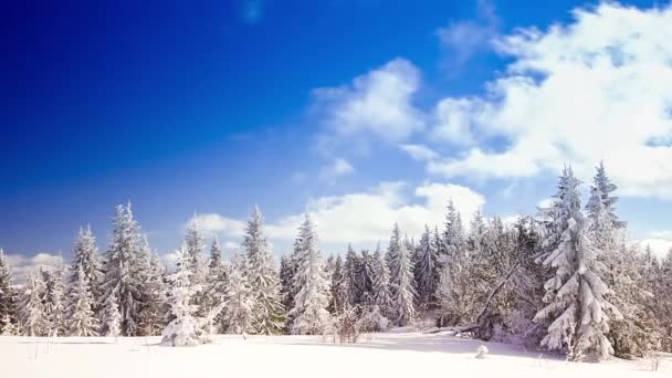 Paisaje invernal con altas abetos y nieve en las montañas — Vídeos de Stock