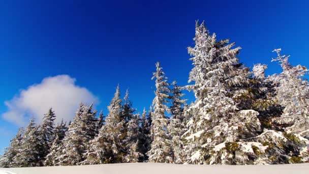 Paysage hivernal avec de hautes épinettes et de la neige en montagne — Video