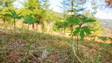 Sarı karahindiba çiçekleri - Bahar çayırı
