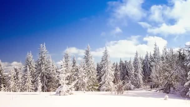 Paisaje invernal con altas abetos y nieve en las montañas — Vídeos de Stock