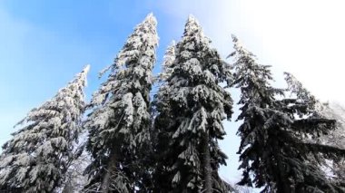 Kar altında kış ağaçları. Ukrayna Karpatları Dragobrat