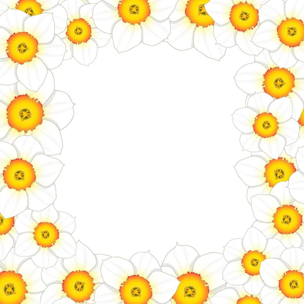 White Daffodil Narcissus Flower Border Vector Illustration — Stock Vector
