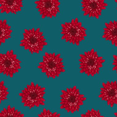 Çivit mavi zemin üzerine kırmızı krizantem. Vektör çizim.