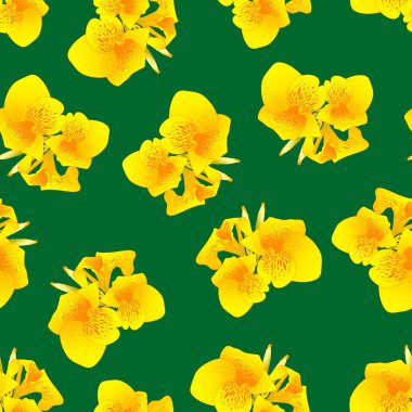 Canna indica - Canna lily, Hint atış yeşil zemin üzerine sarı. Vektör çizim.