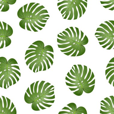 Bitkiyi Monstera yaprak beyaz arka plan üzerinde izole sorunsuz. Vektör çizim.