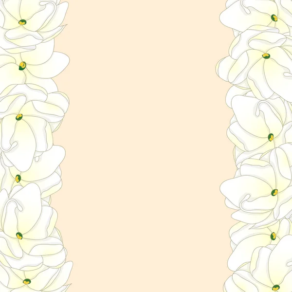 Jasminum Sambac Arabian Jasmine Border Illustration Vectorielle — Image vectorielle