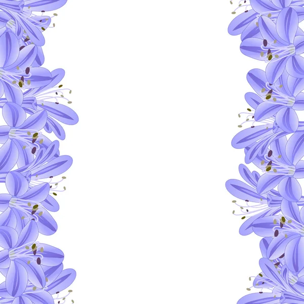 Blauw Paars Agapanthus Grens Vectorillustratie — Stockvector