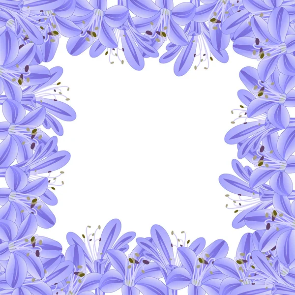 Blue Purple Agapanthus Border Vector Illustration — Stock Vector