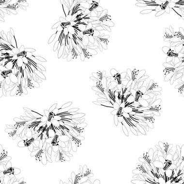 Agapanthus çiçeği anahat beyaz arka plan üzerinde sorunsuz. Vektör çizim.