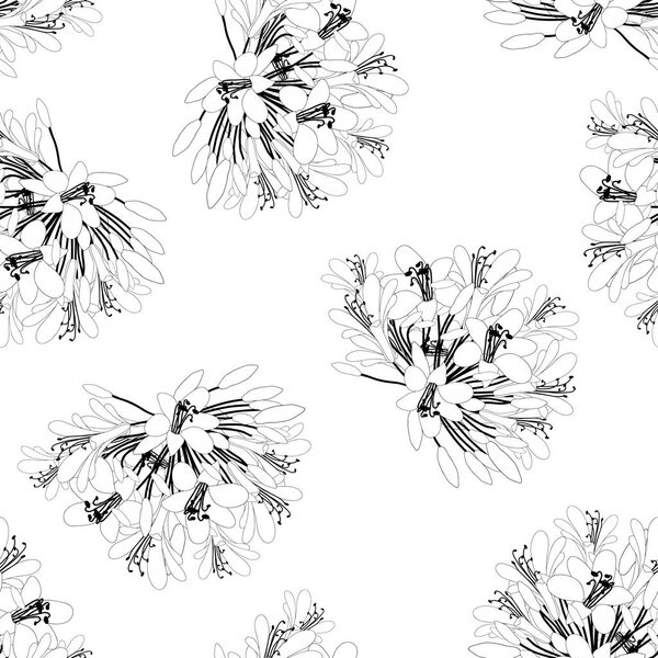 Agapanthus Flower Outline Seamless on White Background. Vector Illustration.