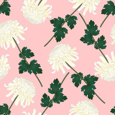 Krizantem, Kiku Japon çiçek pembe bir arka plan üzerinde beyaz. Vektör çizim.