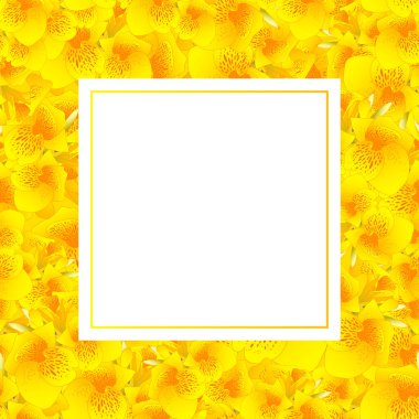 Canna indica - Canna lily, Hint atış Afiş kartı vektör çizim sarı.