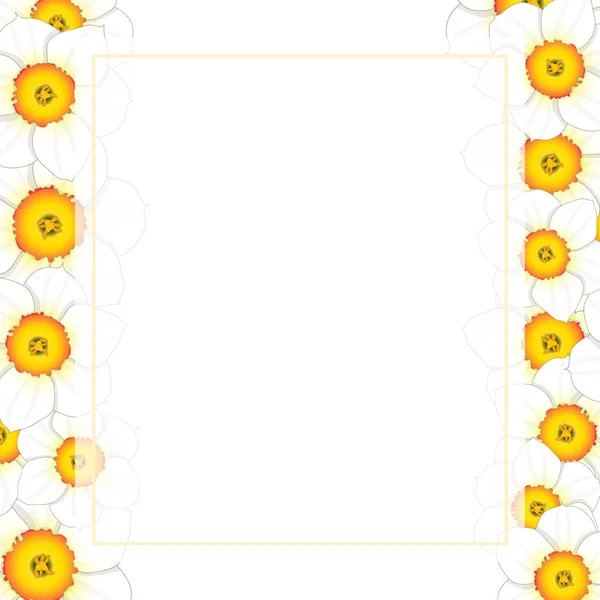 White Daffodil Narcissus Bloemenrand Banner Kaart Vectorillustratie — Stockvector