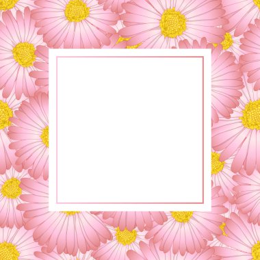 Pembe Aster, papatya çiçek afiş kartı vektör çizim.