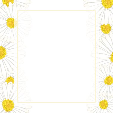 Beyaz Aster, papatya çiçek afiş kartı sınır. Vektör çizim.